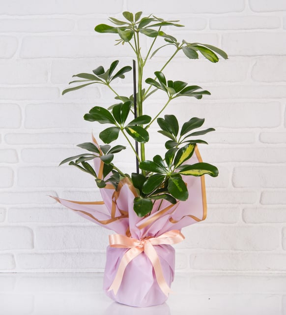 Pembe Buket Kağıdında Schefflera