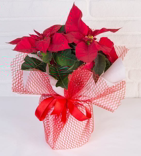 Atatürk Çiçeği – Midi Ponsetya