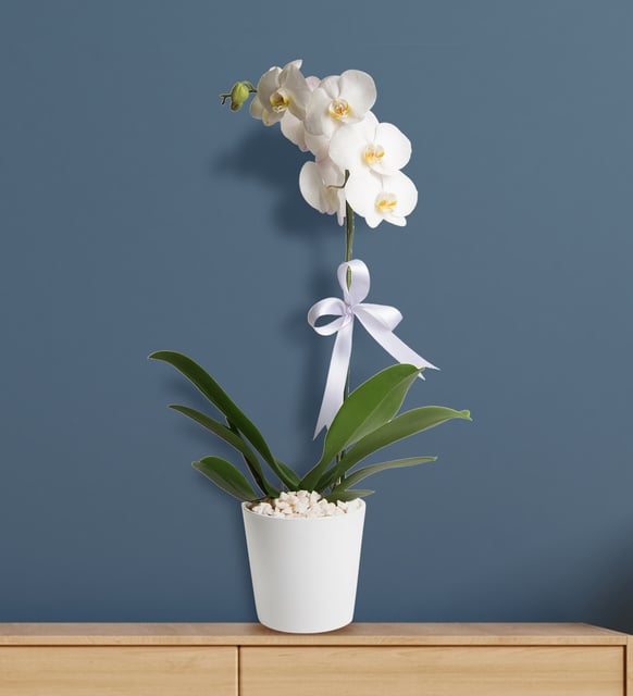 Phalaenopsis Orkide Çiçeği