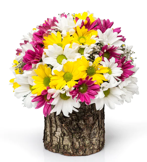 Doğal Ahşap Kütükte Renkli Papatya Aranjmanı