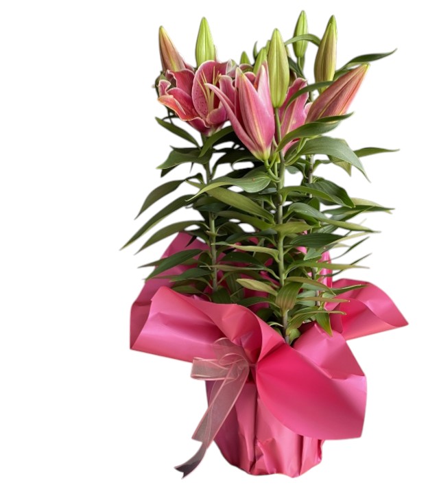 SAKSIDA PEMBE LİLYUM 