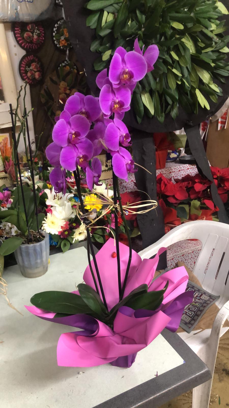 ORKİDE MOR ÇİFT DAL 