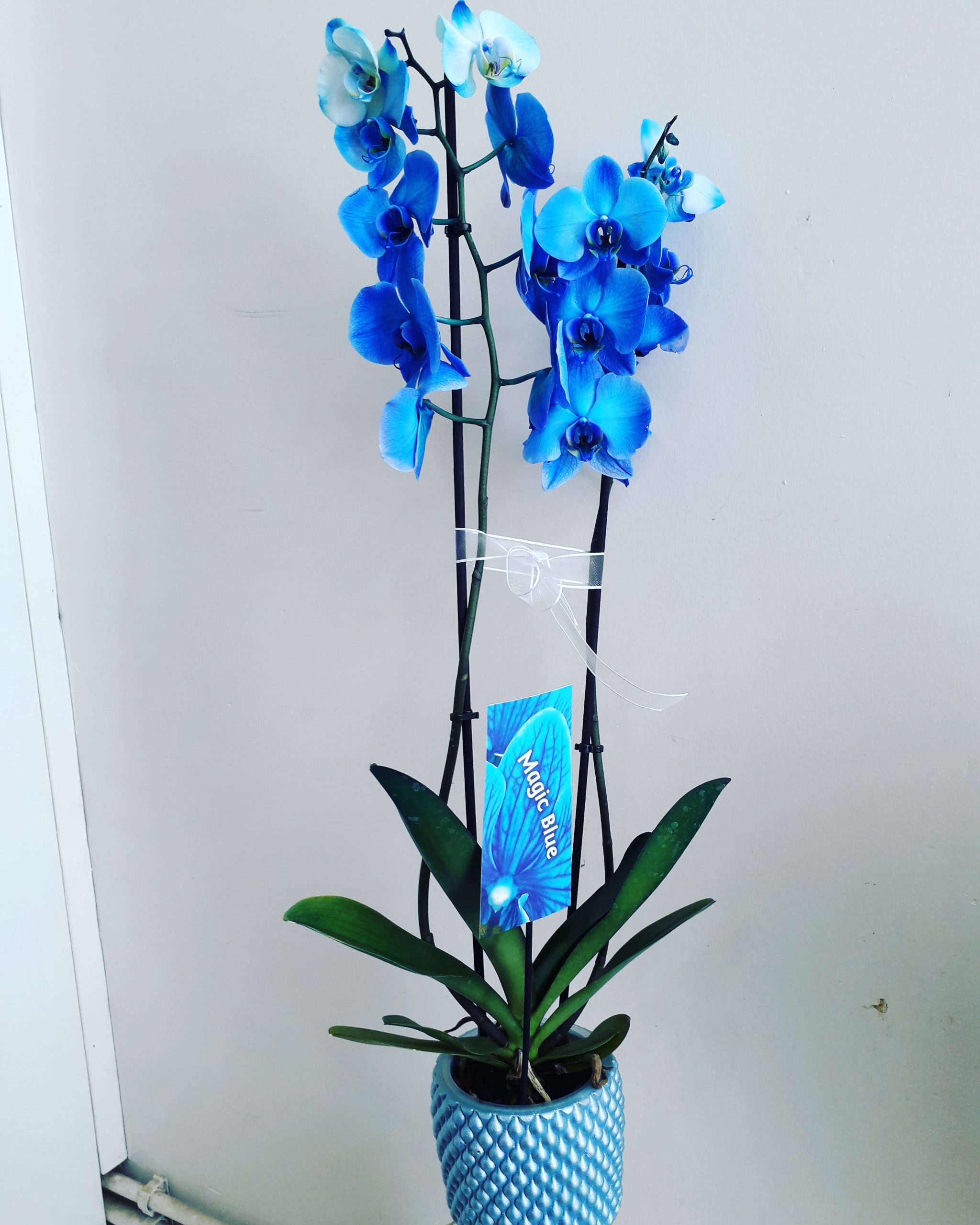 MAVİ ORKİDE ÇİFT DAL 