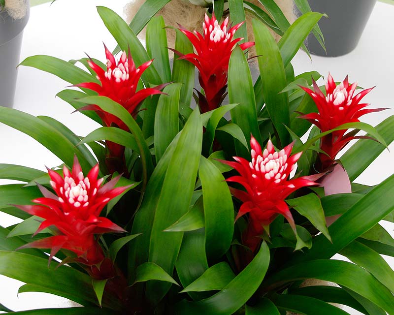 guzmania 