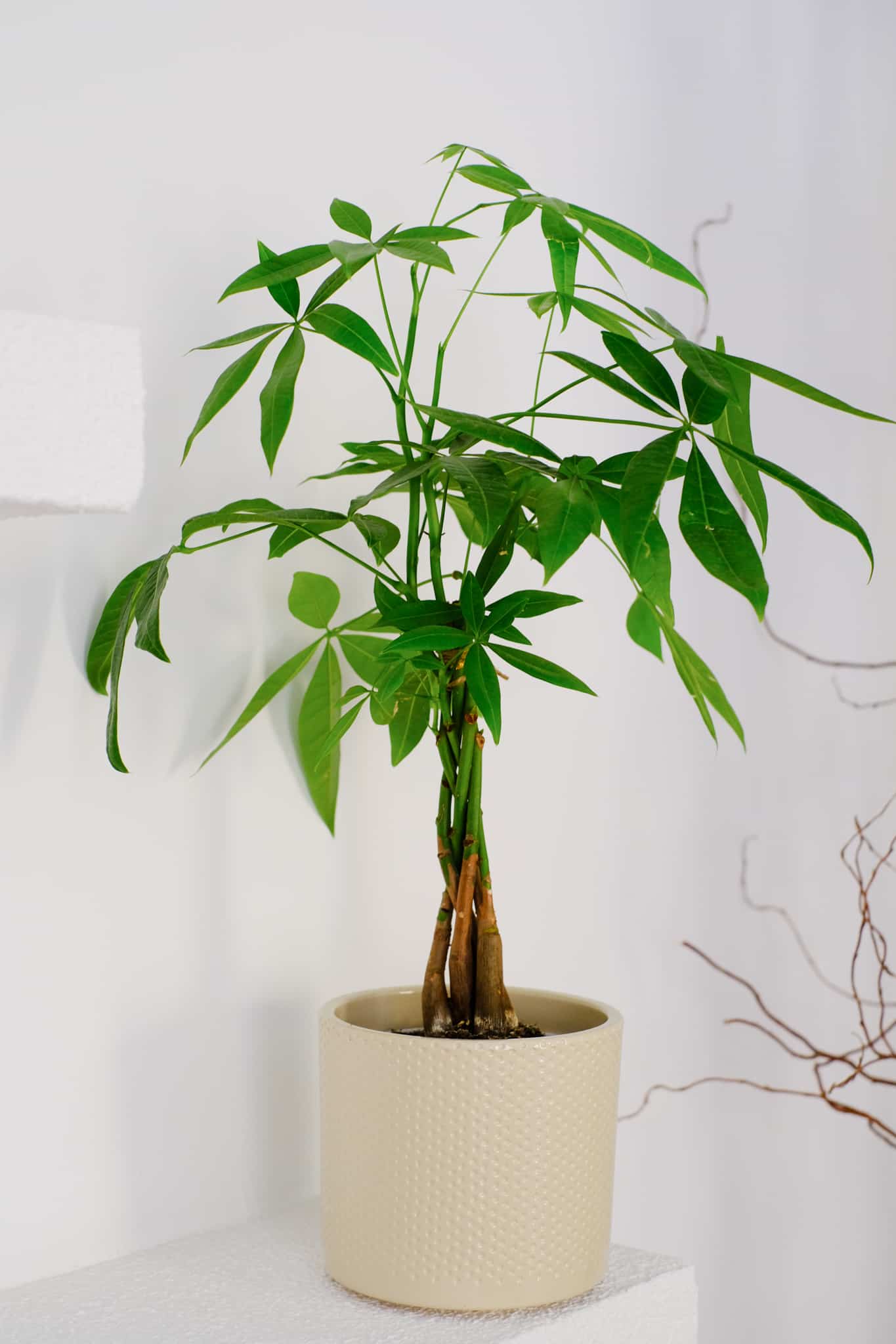 Para Ağacı (Pachira Aquatica)