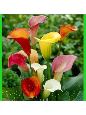 gala çiçeği sarı 